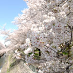 阿佐ケ谷駅から少し足をのばして、善福寺川緑地の桜を見に行く