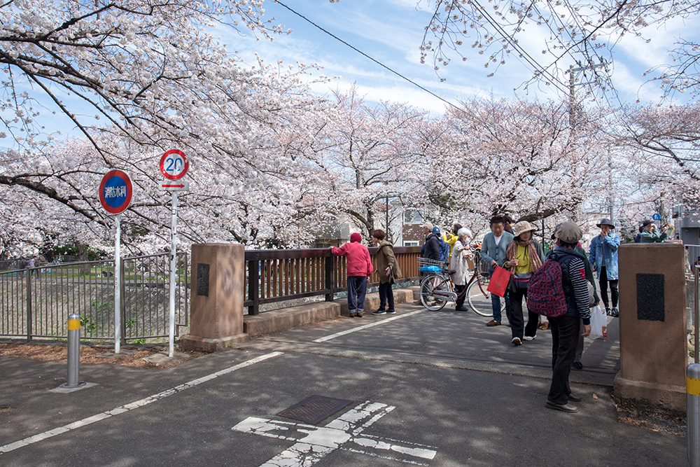 善福寺川緑地・花見客の往来が多い相生橋。