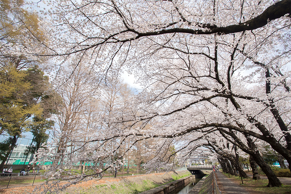 善福寺川緑地・枝垂れ桜が美しい天王橋の上流側付近。