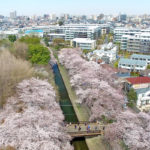 善福寺川緑地・和田堀公園〜川と桜のある風景〜