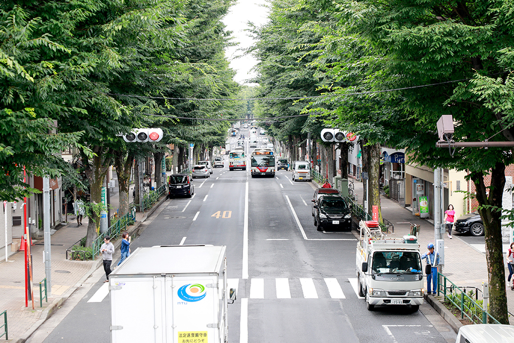 阿佐ヶ谷にある中杉通りのケヤキ並木
