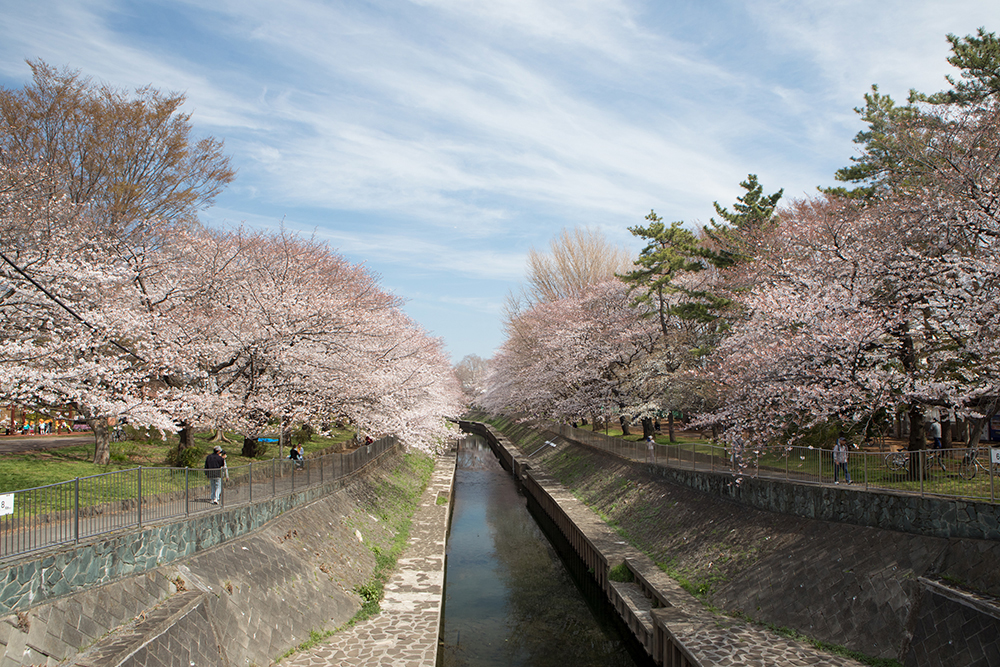 善福寺川沿いの桜