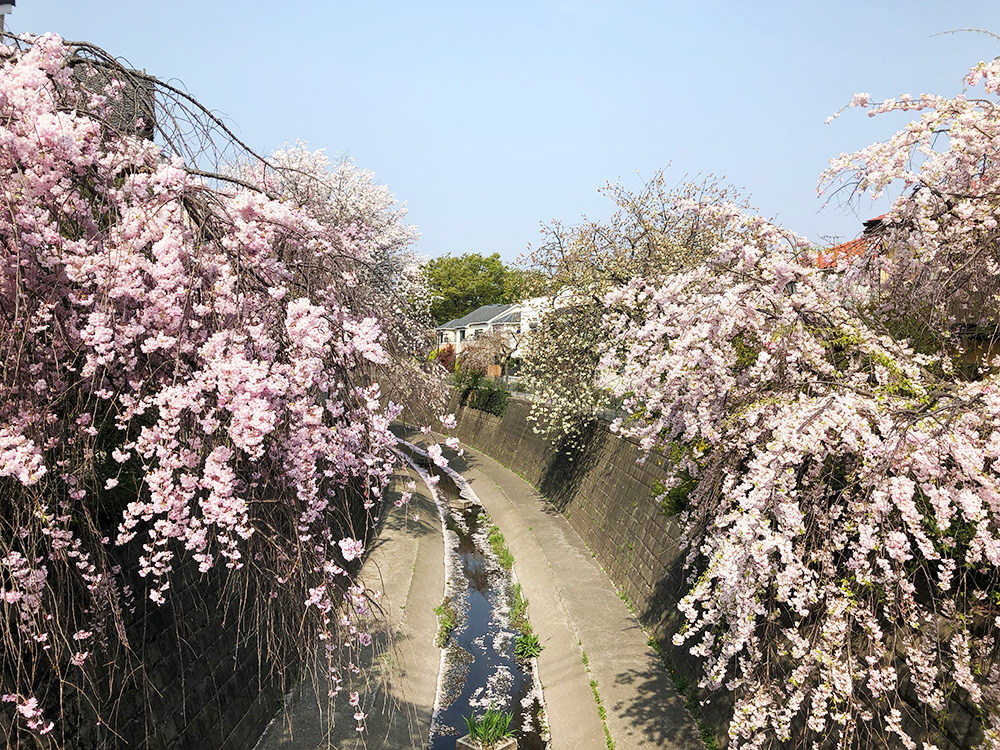 中央線から足をのばして訪れてみたい杉並の桜スポット | なみじゃない