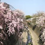 中央線から足をのばして訪れてみたい杉並の桜スポット