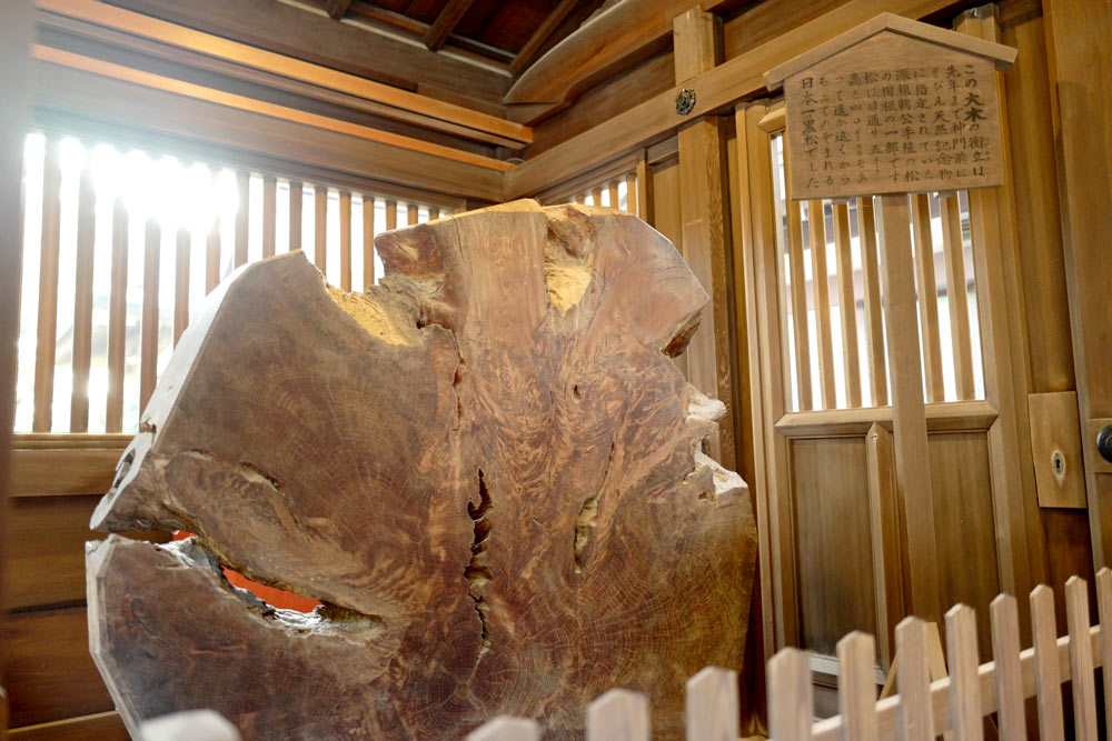 都の天然記念物であった雄松(黒松)