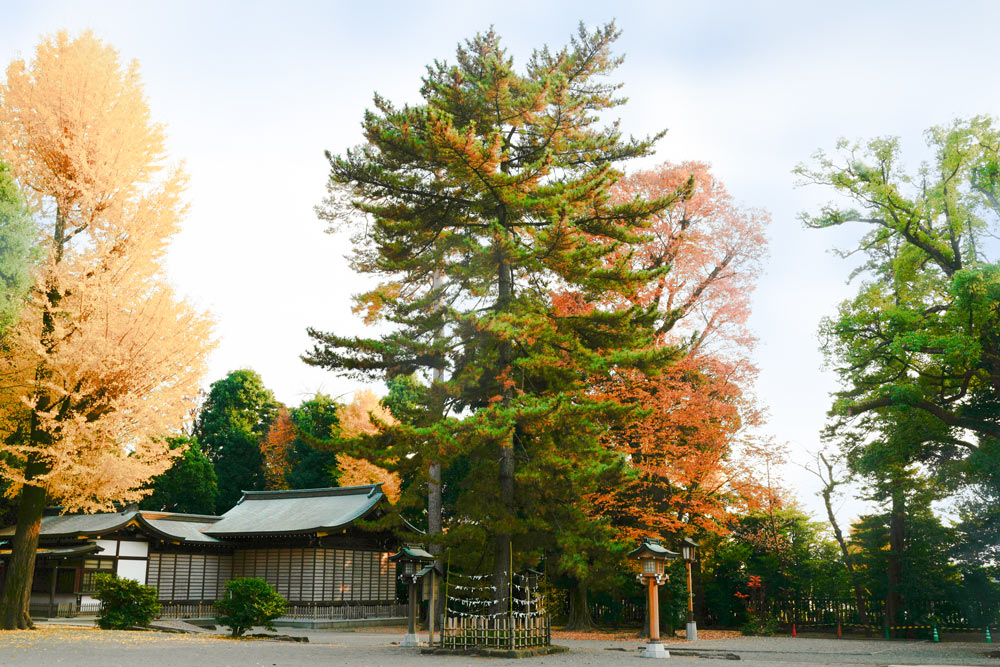 頼朝公お手植えの松。現在の松は2代目